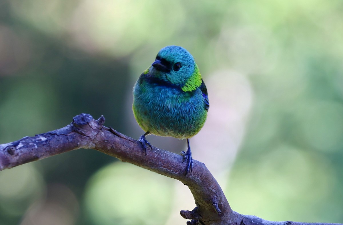 Green-headed Tanager - ML638924218