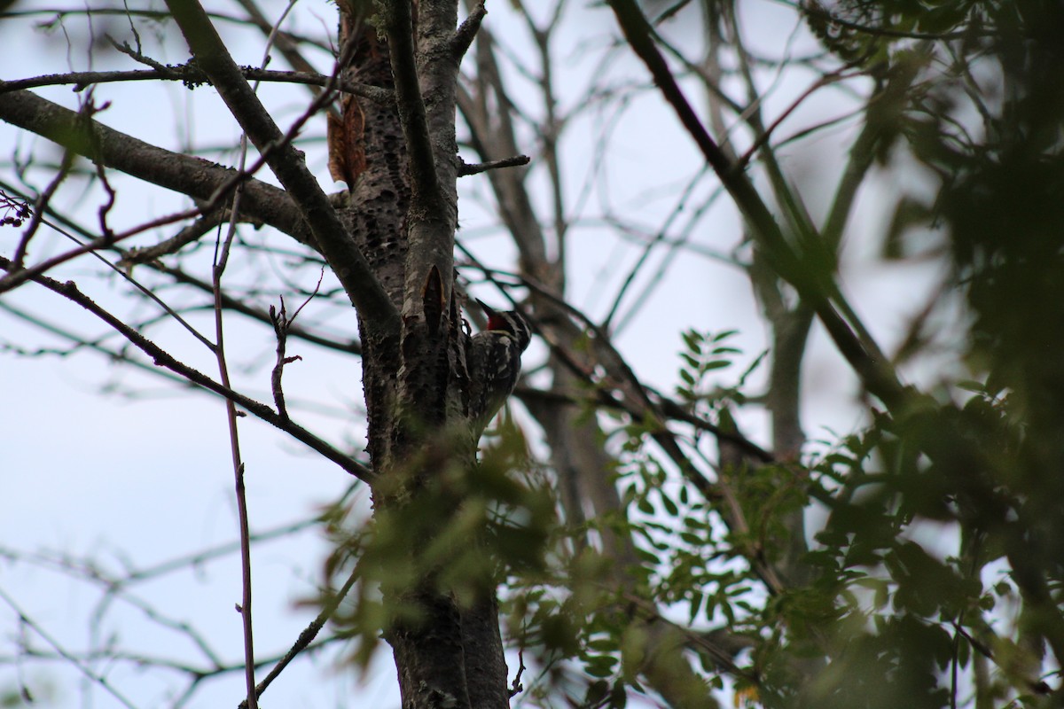 Yellow-bellied Sapsucker - ML638924226