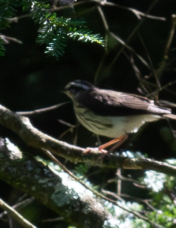 Louisiana Waterthrush - ML638924243