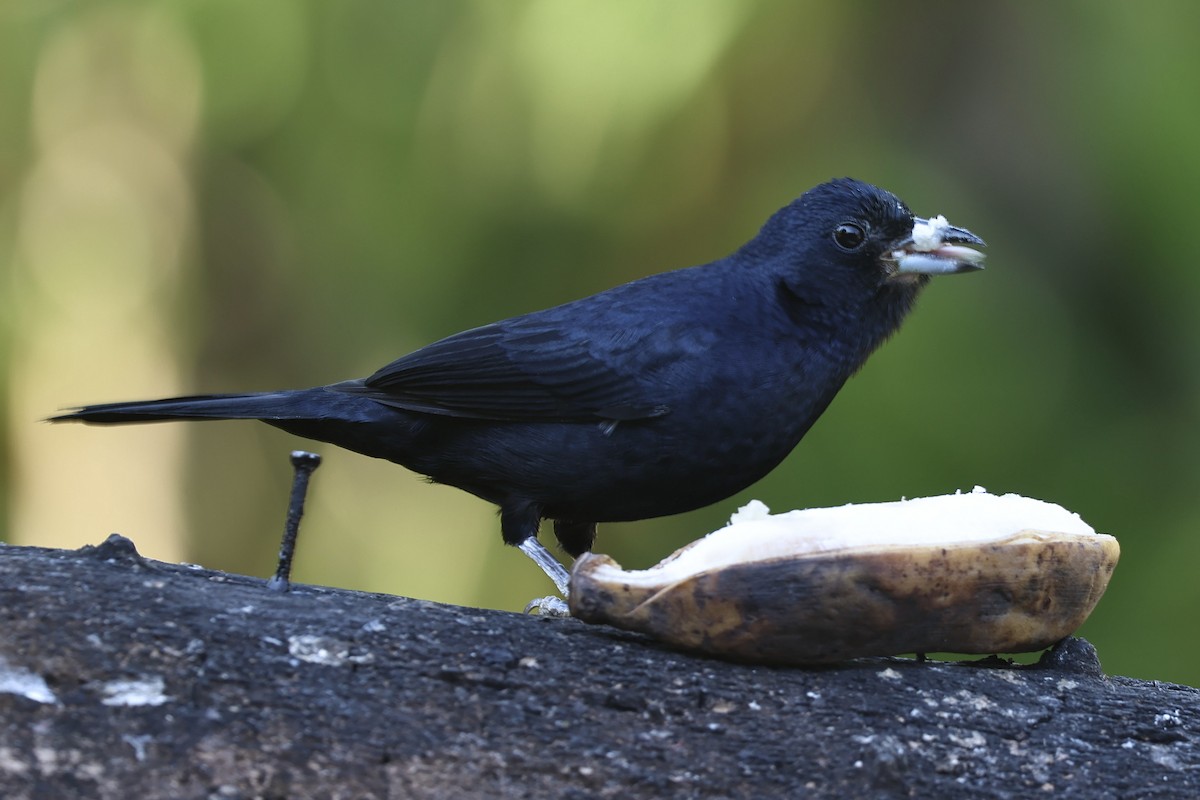 Ruby-crowned Tanager - ML638924257