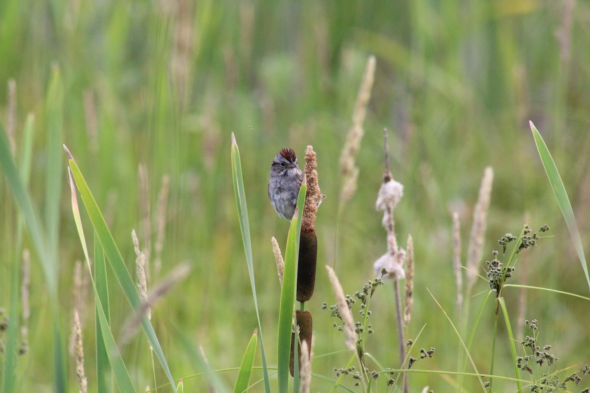 Swamp Sparrow - ML638924265