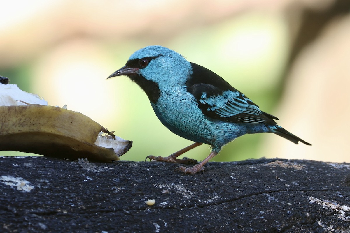 Blue Dacnis - ML638924279