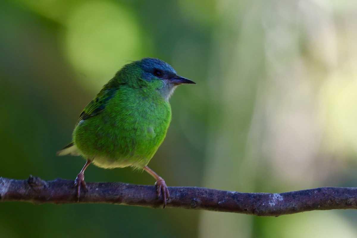 Blue Dacnis - ML638924280