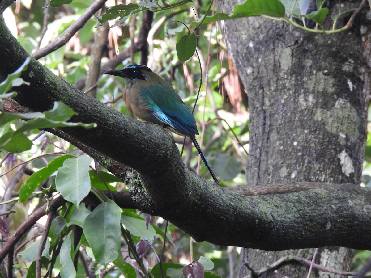 Lesson's Motmot - ML638924290