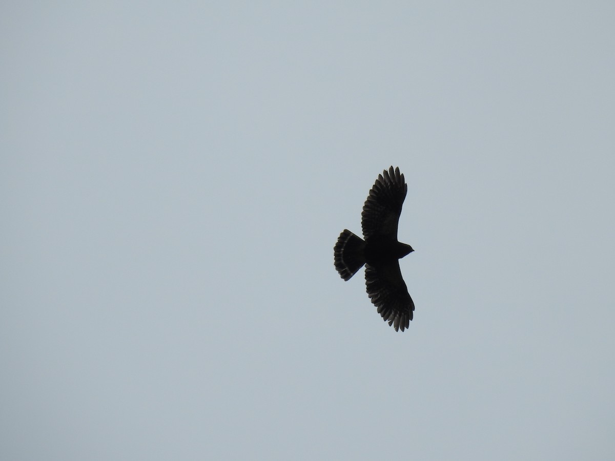 White-rumped Hawk - ML638924336