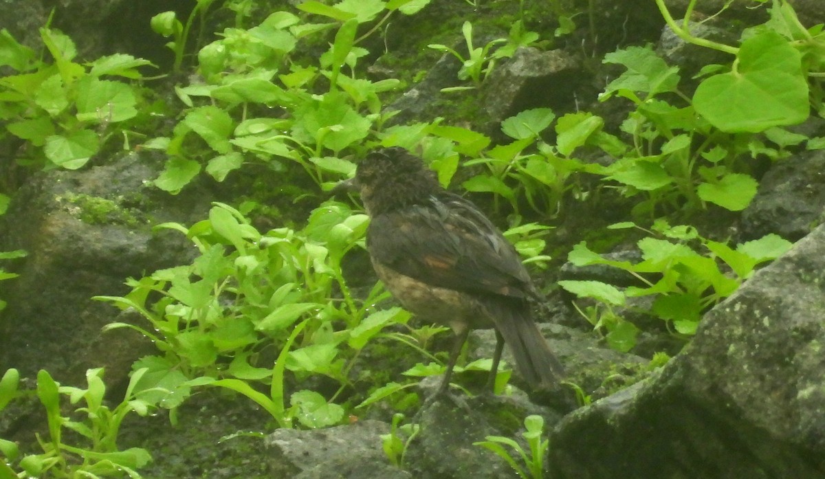 Thick-billed Miner - ML638924360