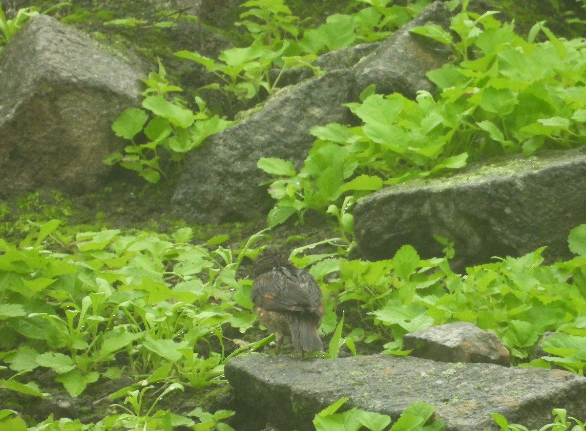 Thick-billed Miner - ML638924361