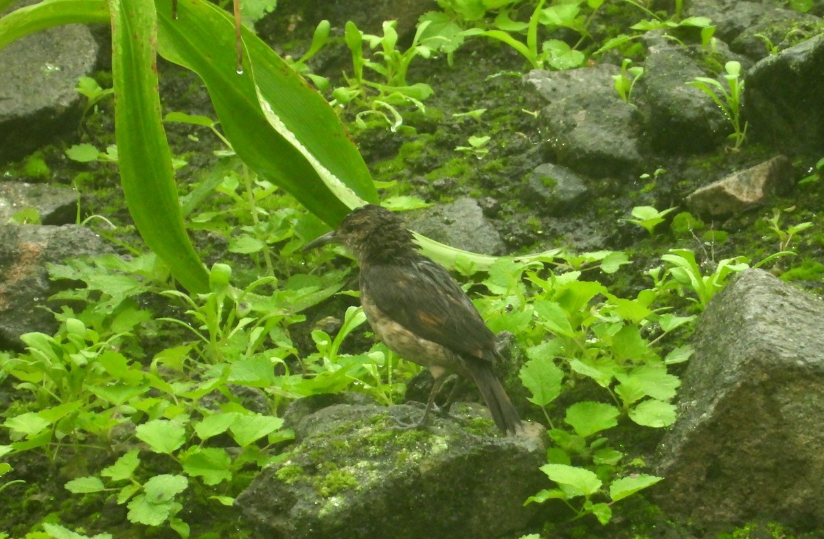 Thick-billed Miner - ML638924362