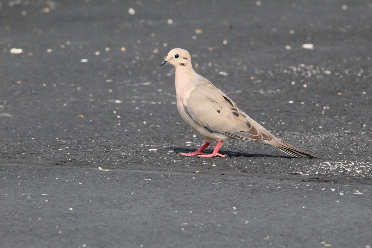 Mourning Dove - ML638924396