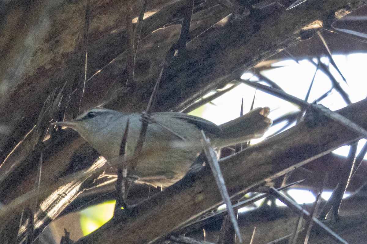 Fiji Bush Warbler - ML638924514