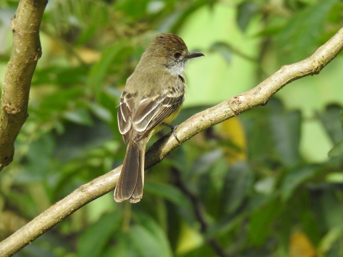 Pale-edged Flycatcher - ML638924582