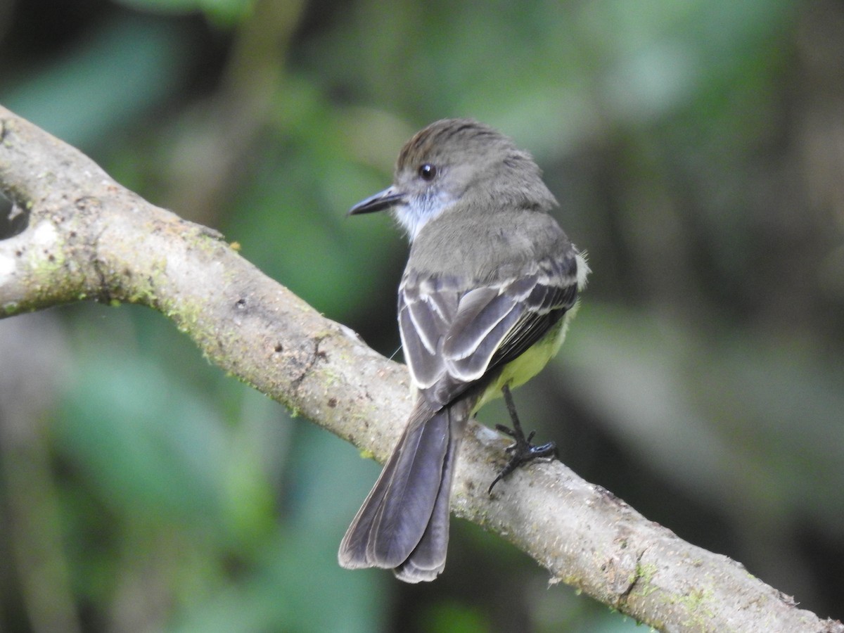 Pale-edged Flycatcher - ML638924583