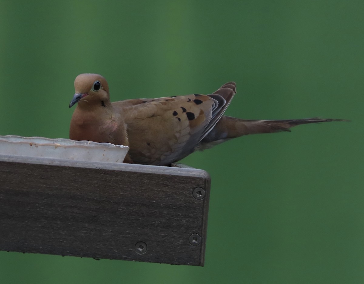 Mourning Dove - ML638924585