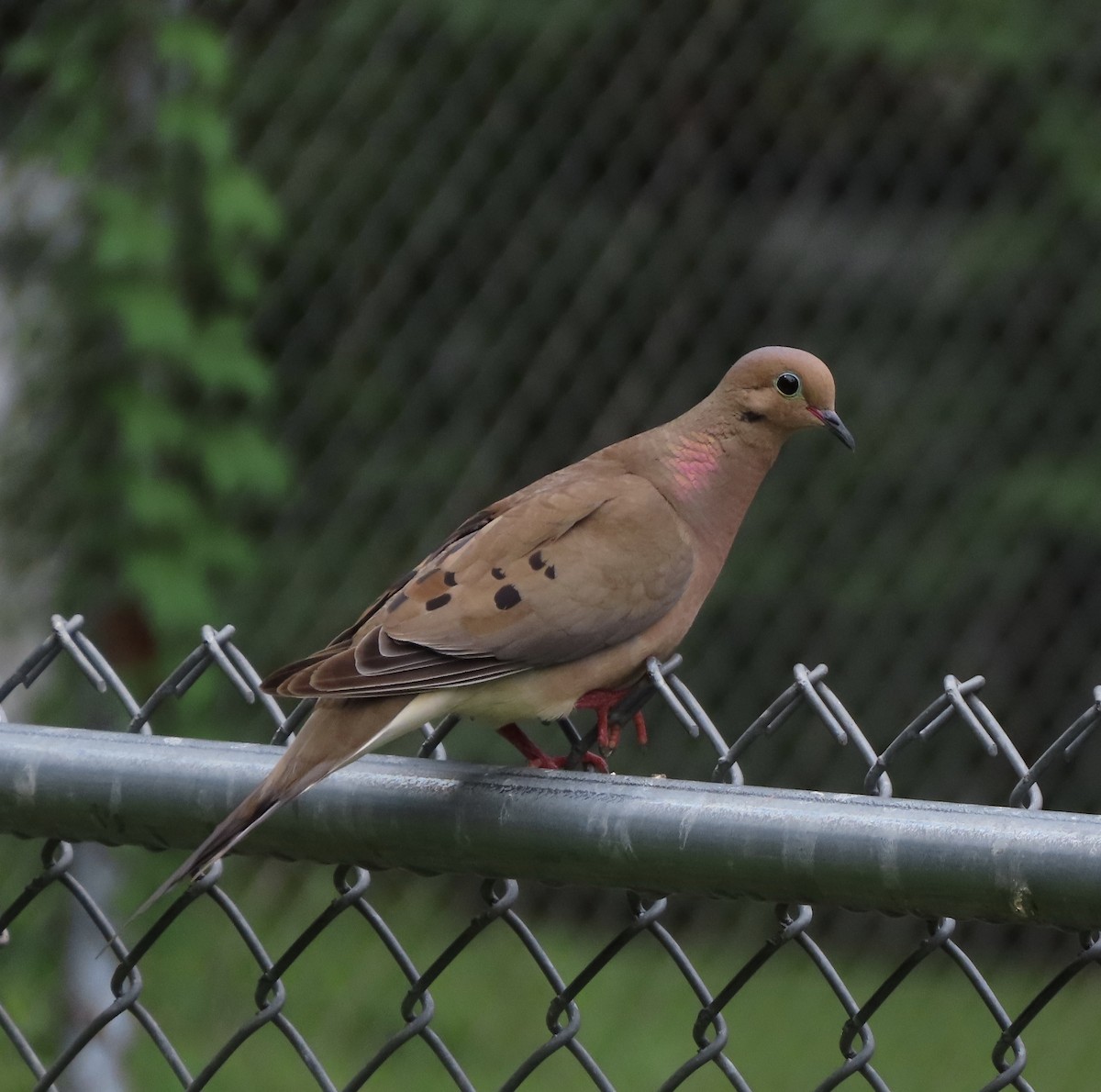 Mourning Dove - ML638924586