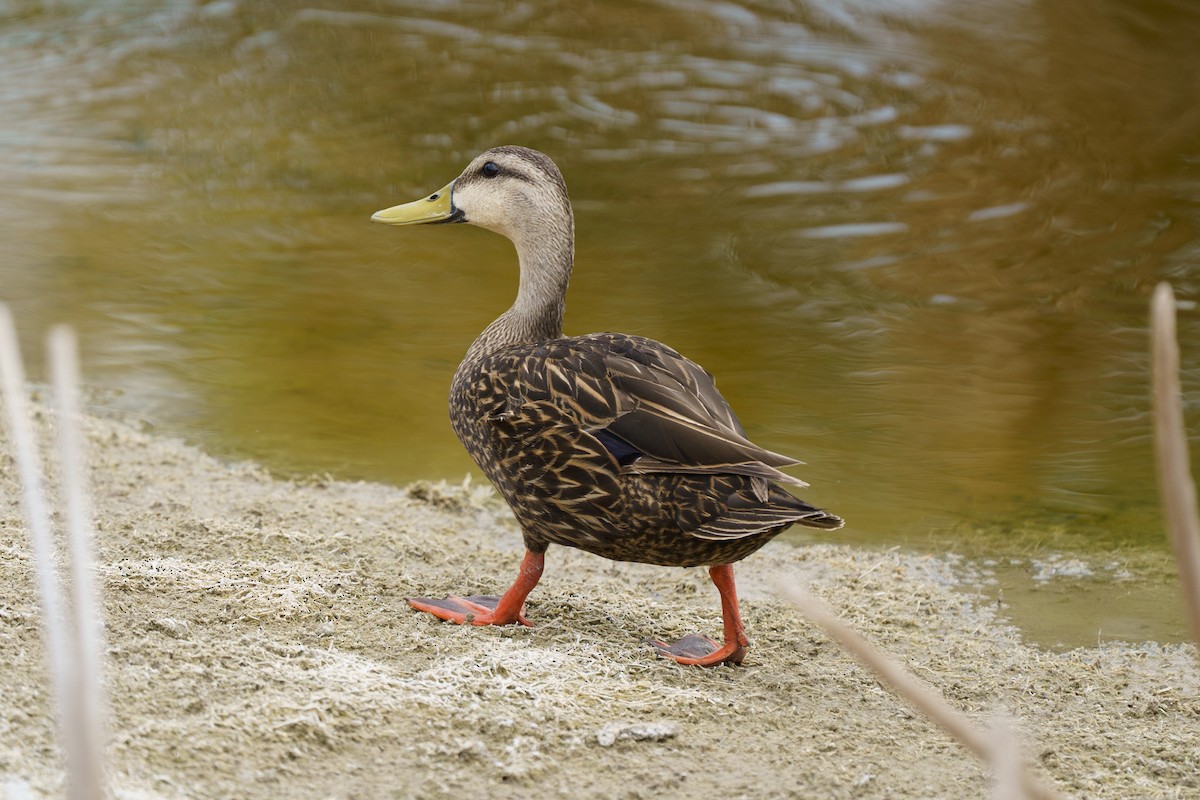 Mottled Duck - ML638924591