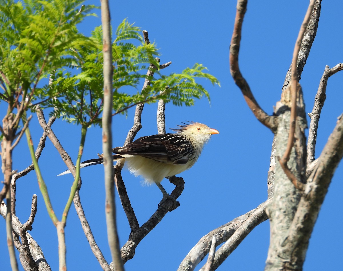 Guira Cuckoo - ML638924601