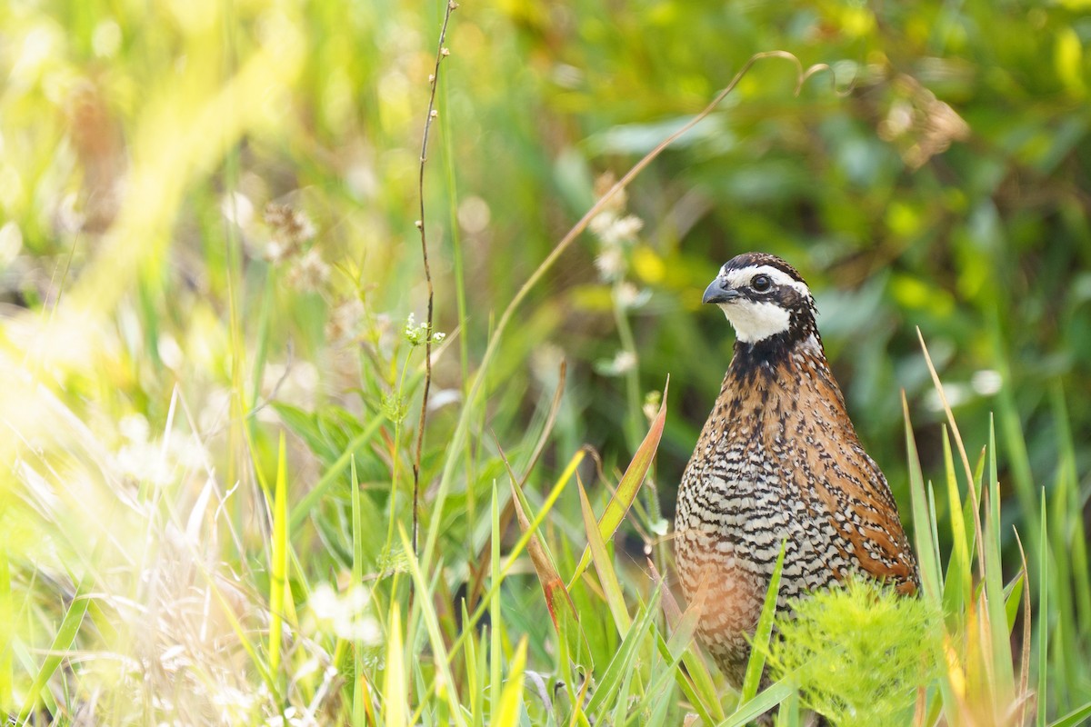Northern Bobwhite - ML638924613