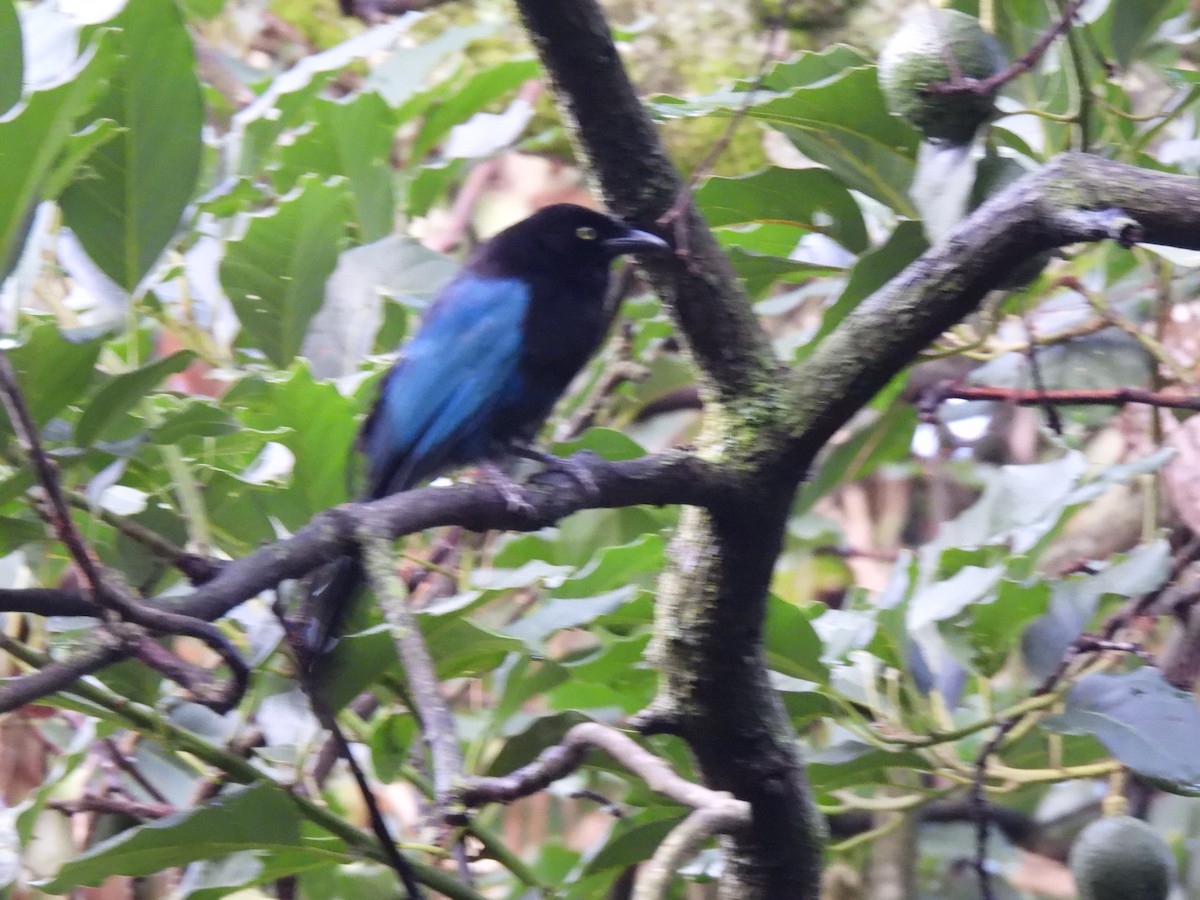 Bushy-crested Jay - ML638924626