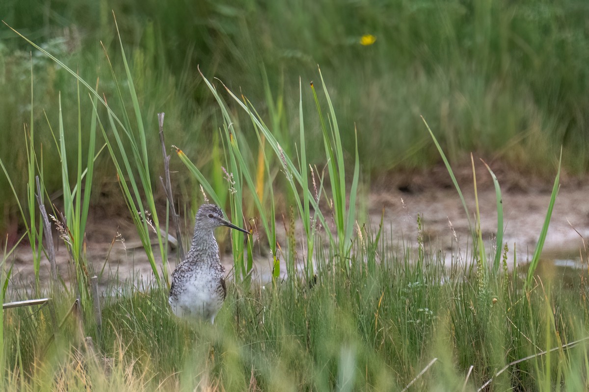 Lesser Yellowlegs - ML638924630