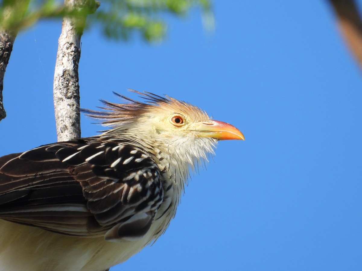 Guira Cuckoo - ML638924675
