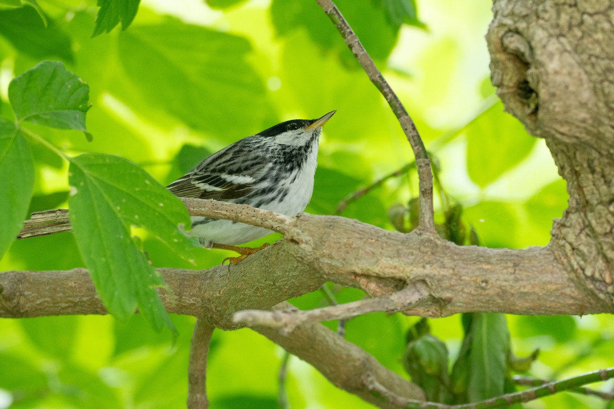 Blackpoll Warbler - ML638924677
