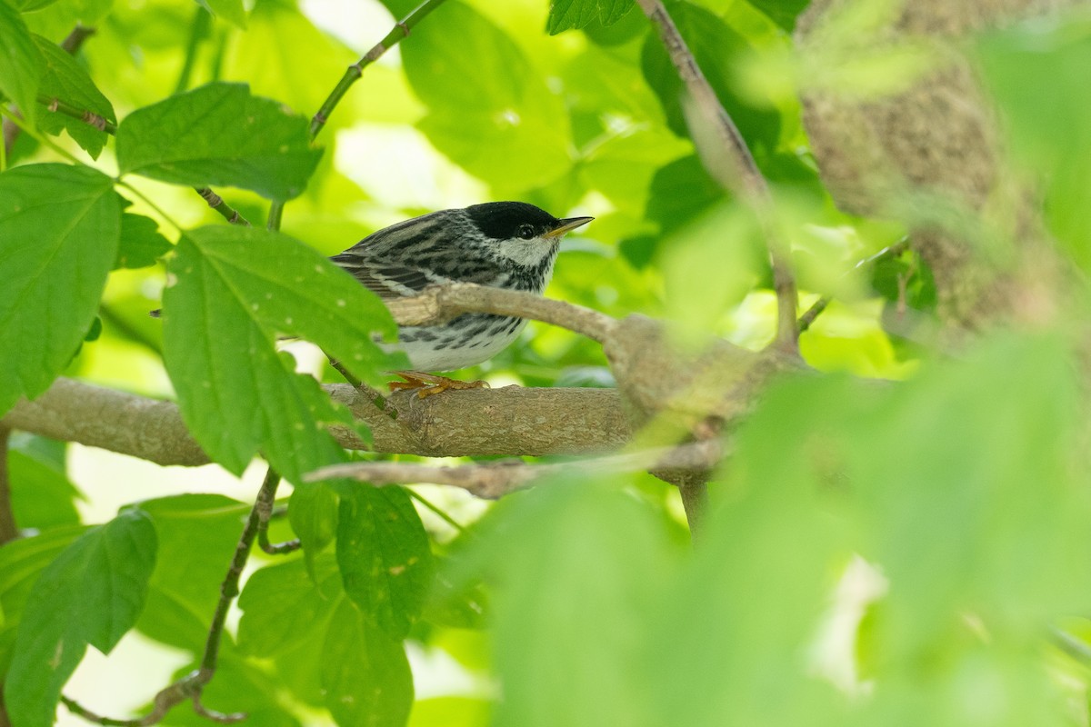 Blackpoll Warbler - ML638924678