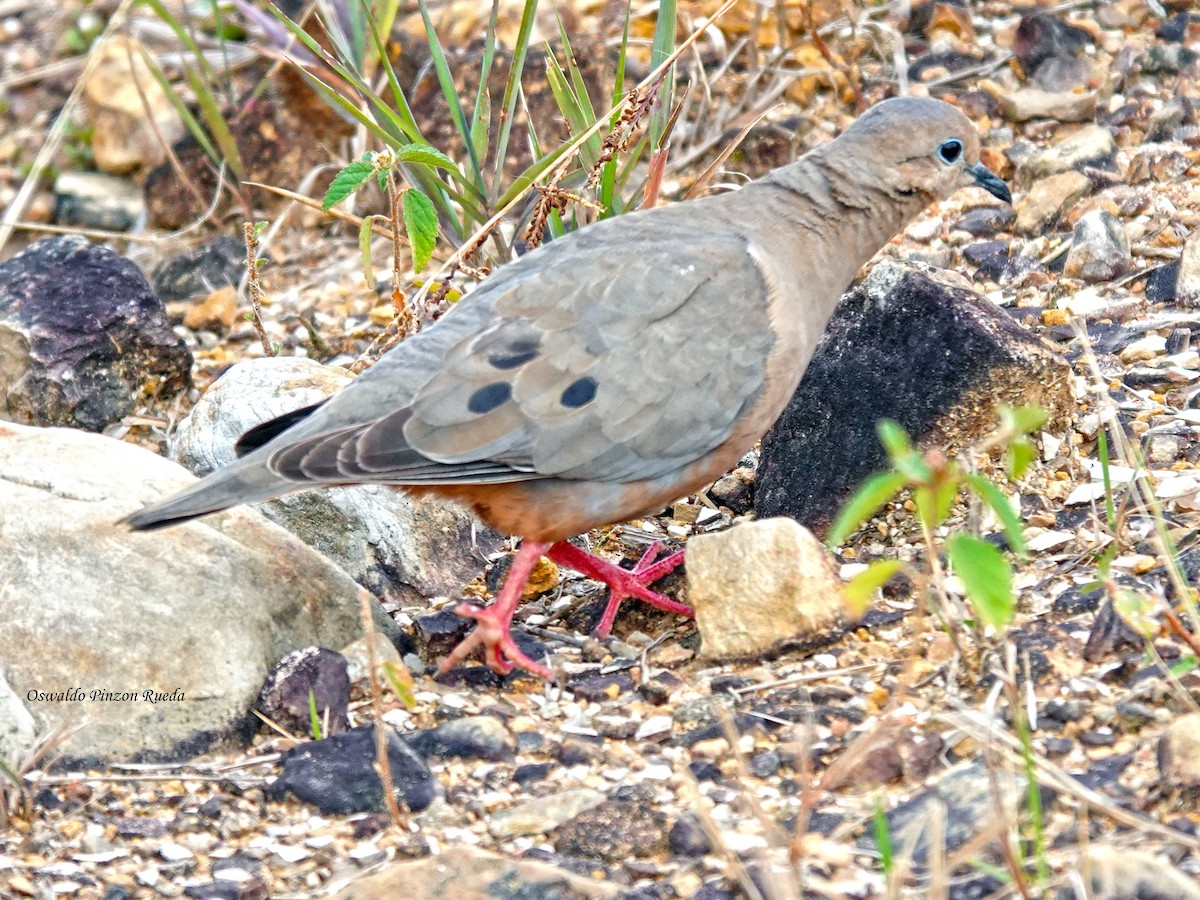 Eared Dove - ML638924697