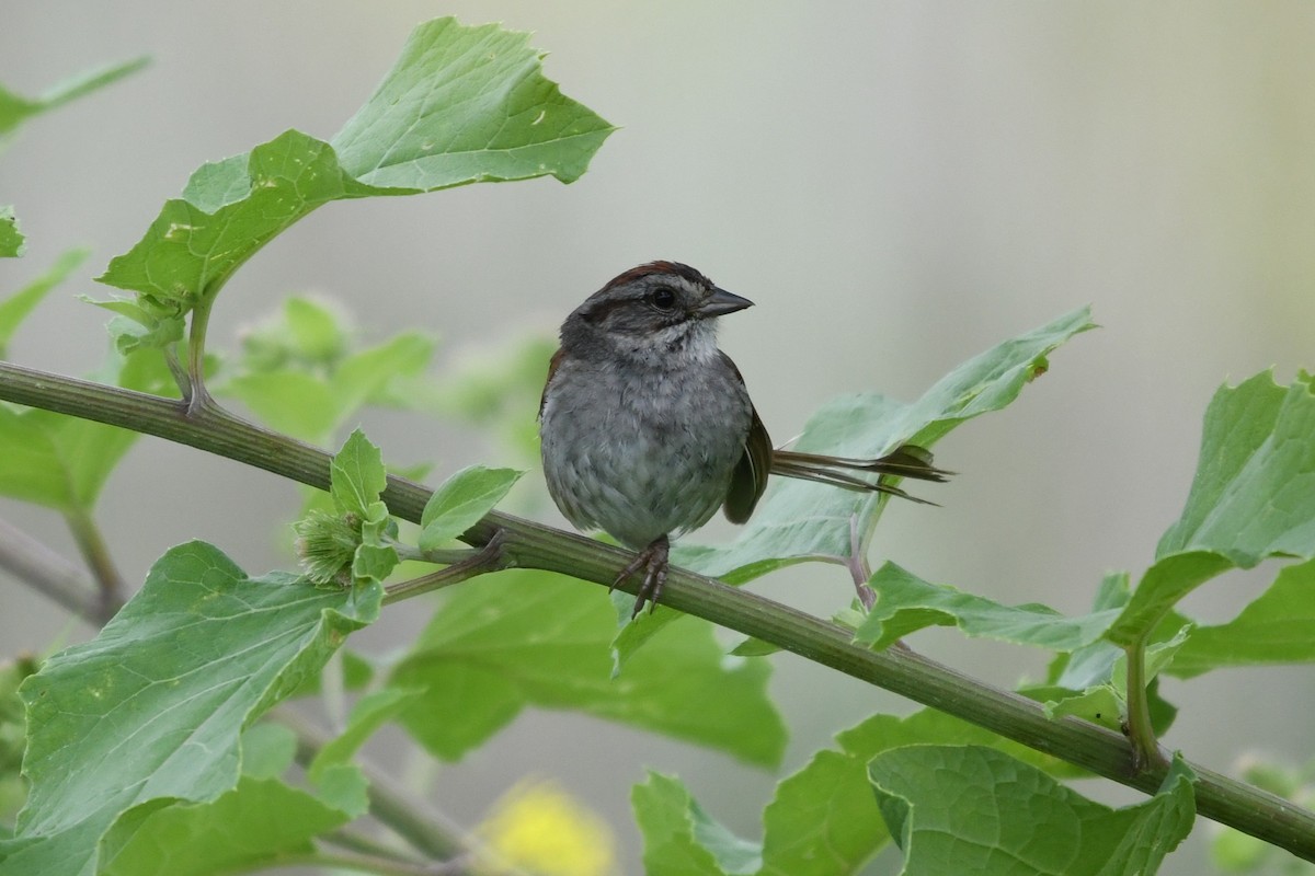 Swamp Sparrow - ML638924699