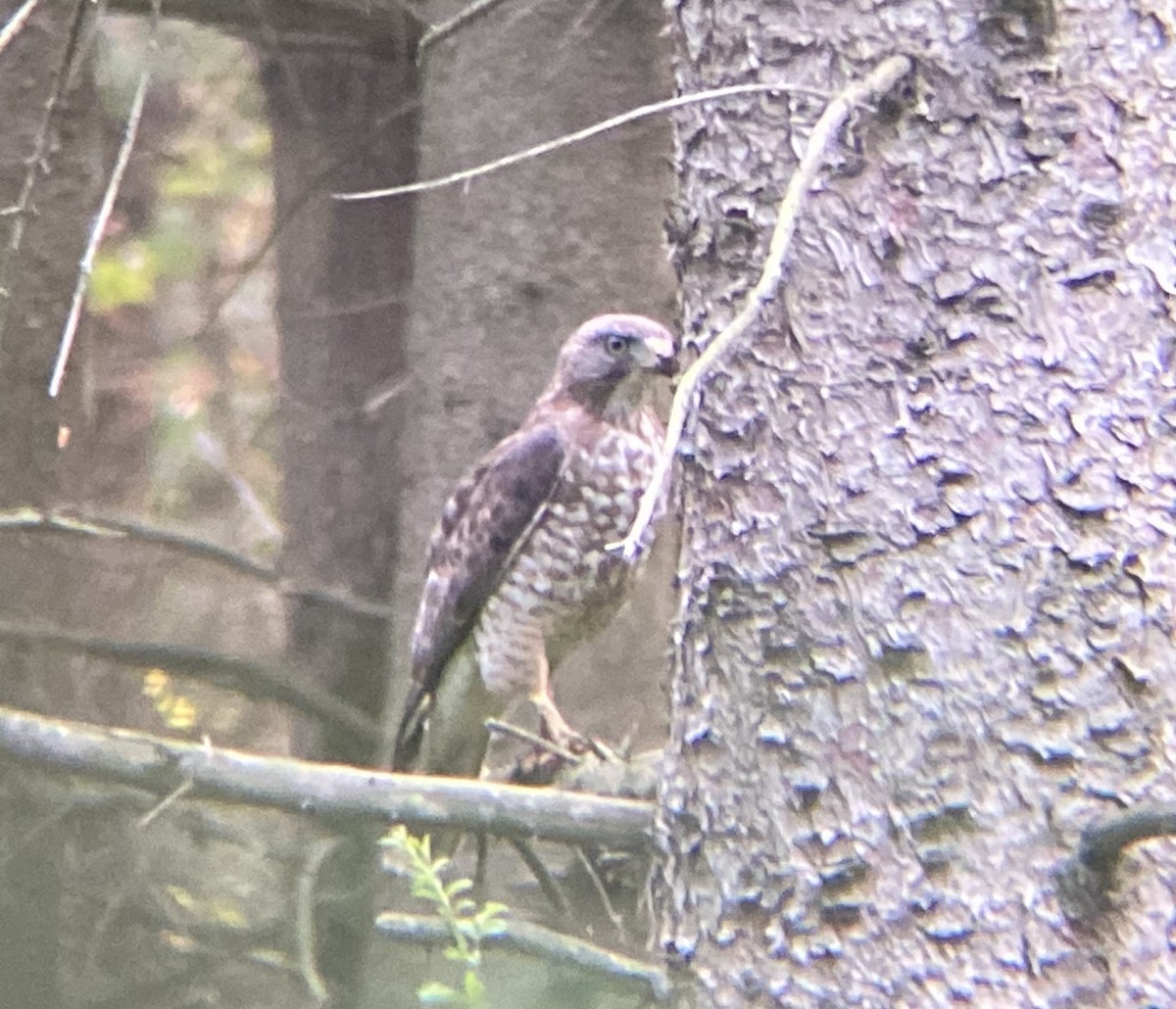 Broad-winged Hawk - ML638924701