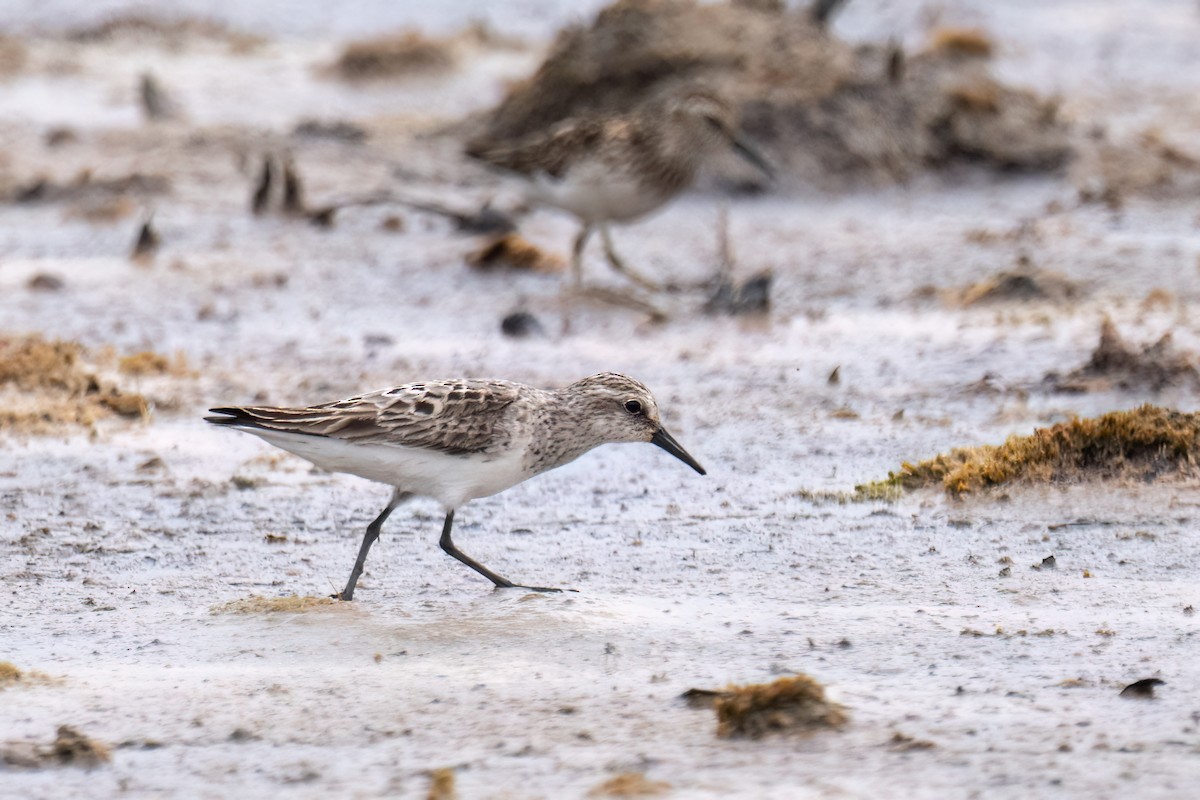 Semipalmated Sandpiper - ML638924724