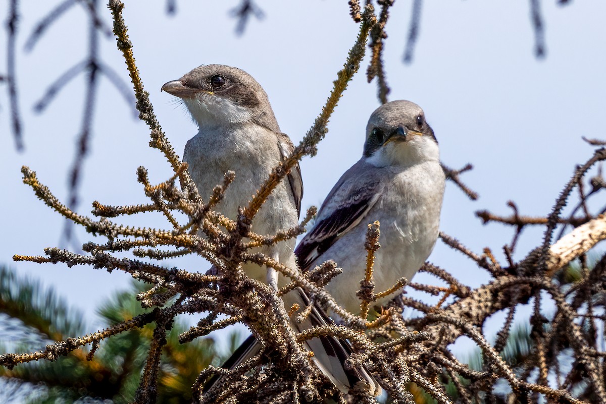 Loggerhead Shrike - ML638924774