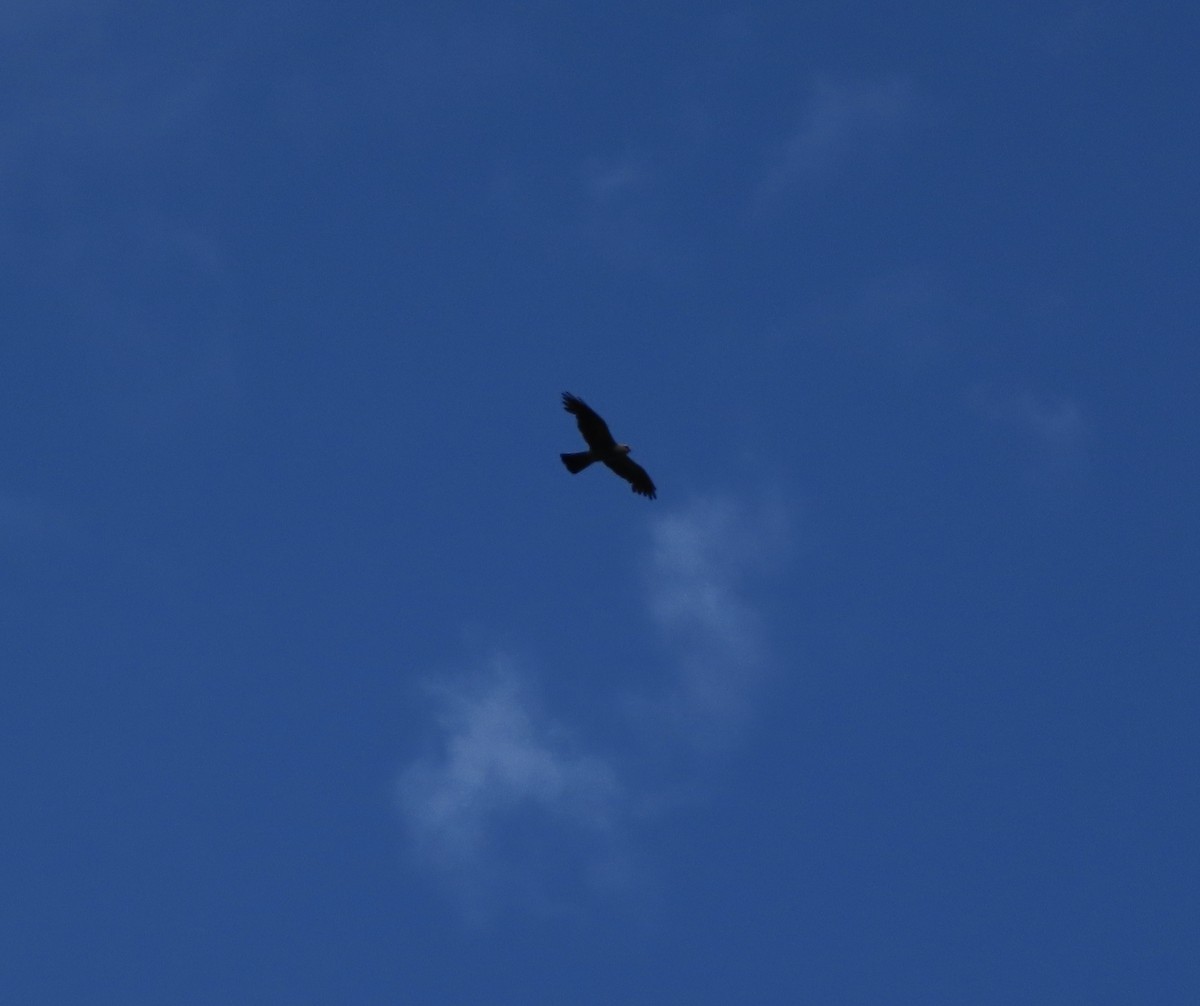 Mississippi Kite - ML638924804