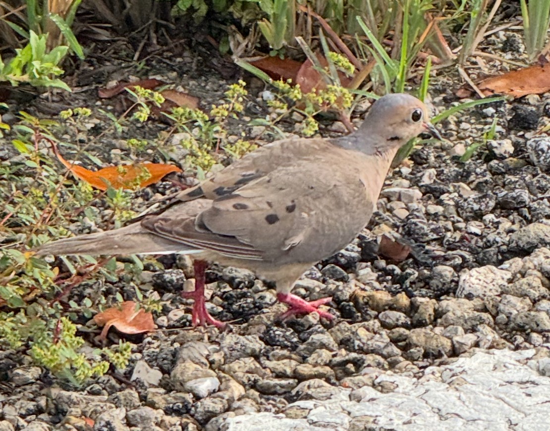 Mourning Dove - ML638924809