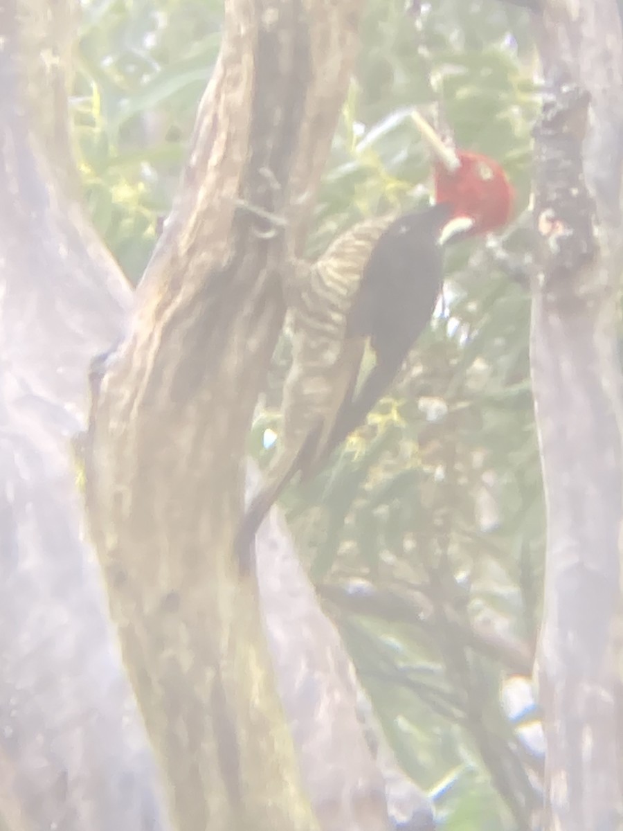 Pale-billed Woodpecker - ML638924899