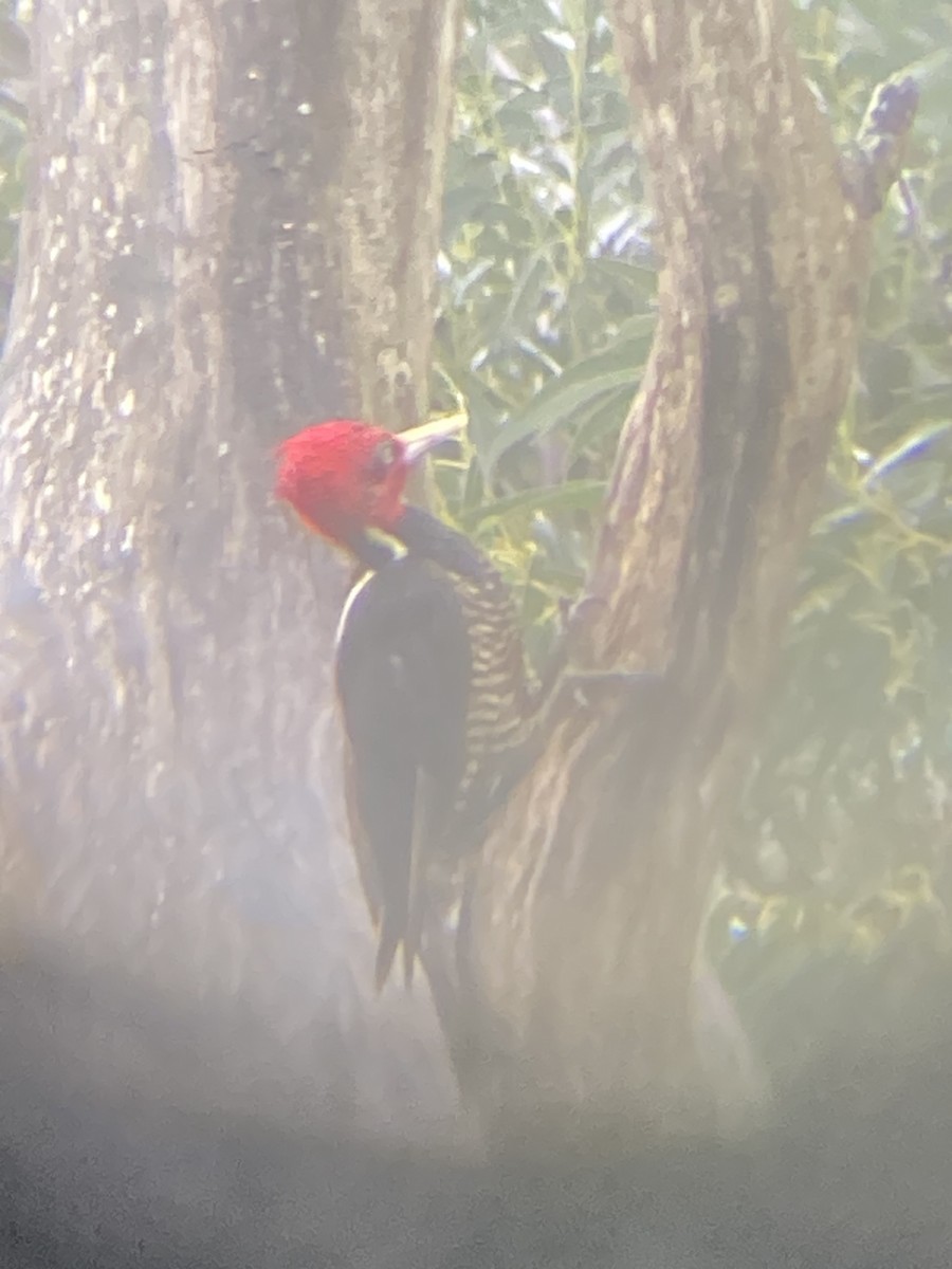 Pale-billed Woodpecker - ML638924900