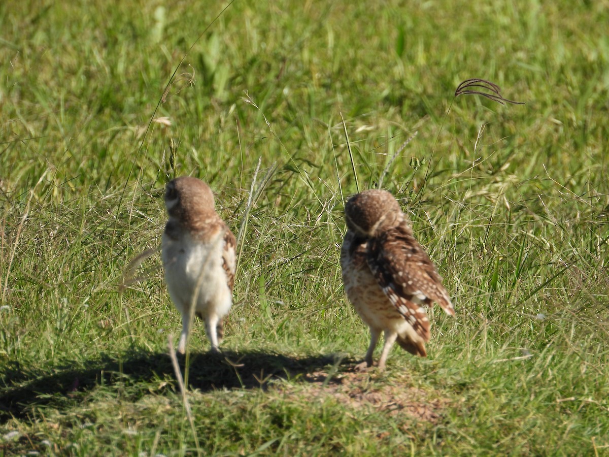 Burrowing Owl - ML638924952