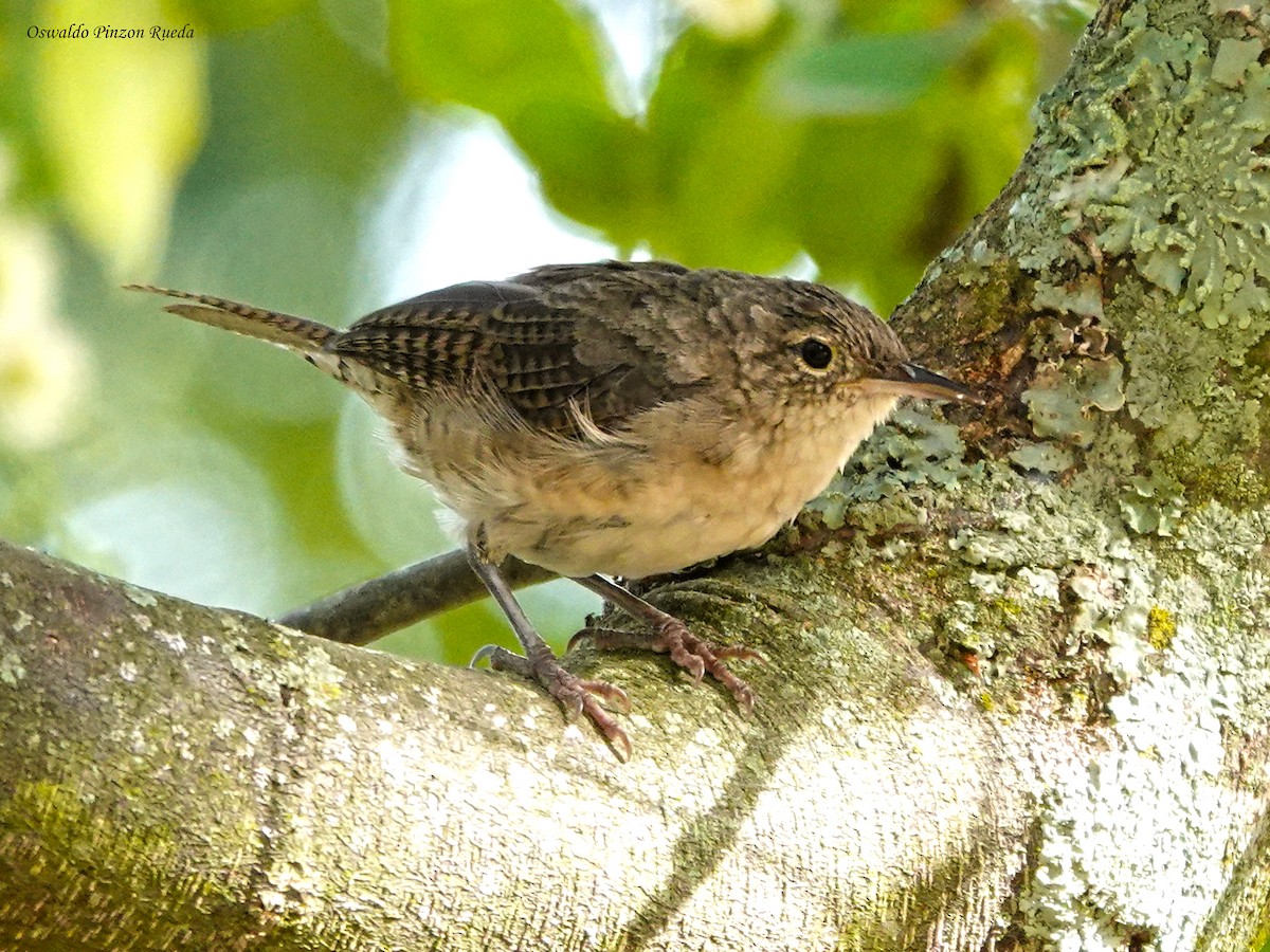 Southern House Wren - ML638924959