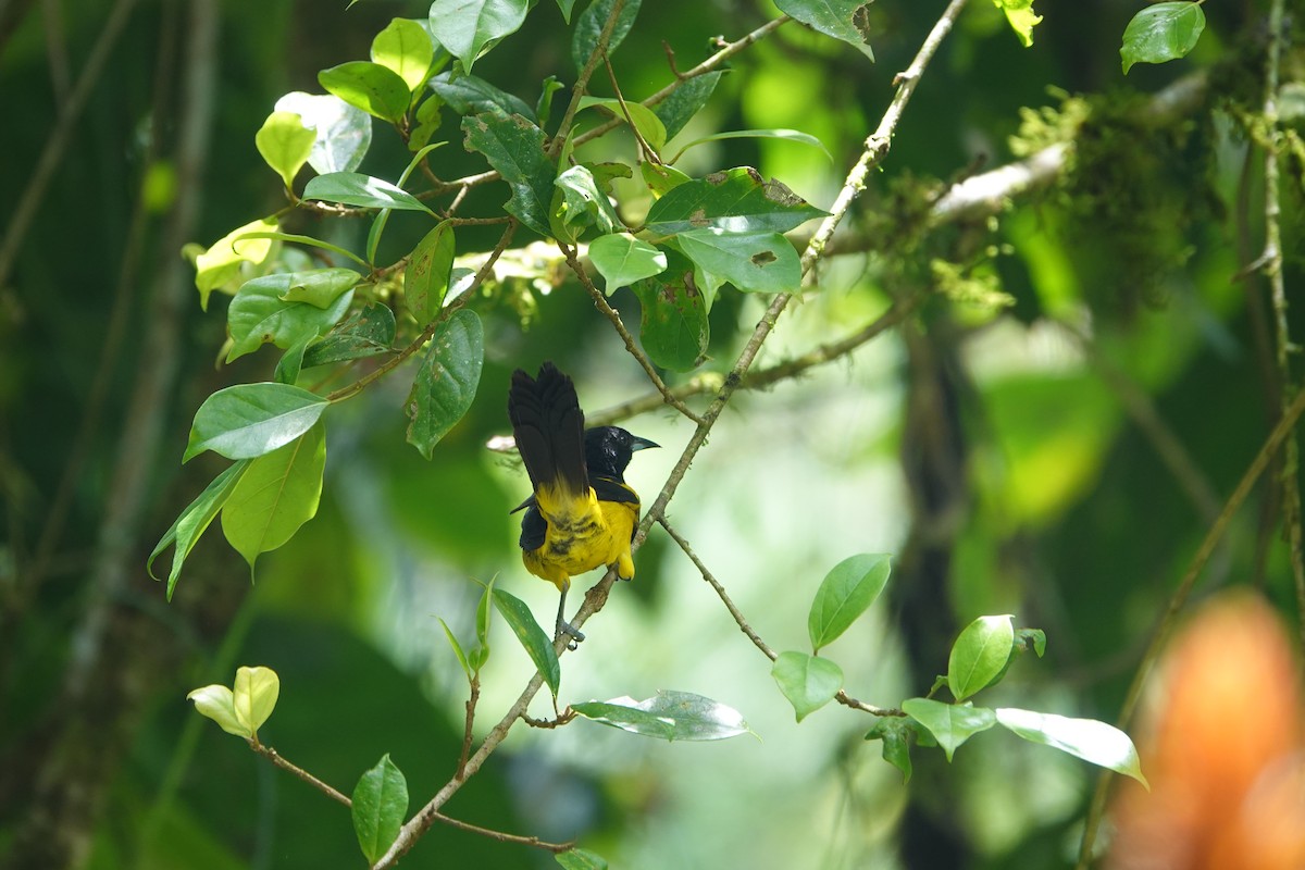Black-cowled Oriole - ML638925025