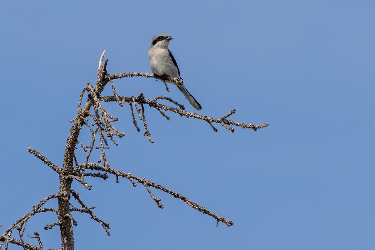 Loggerhead Shrike - ML638925061