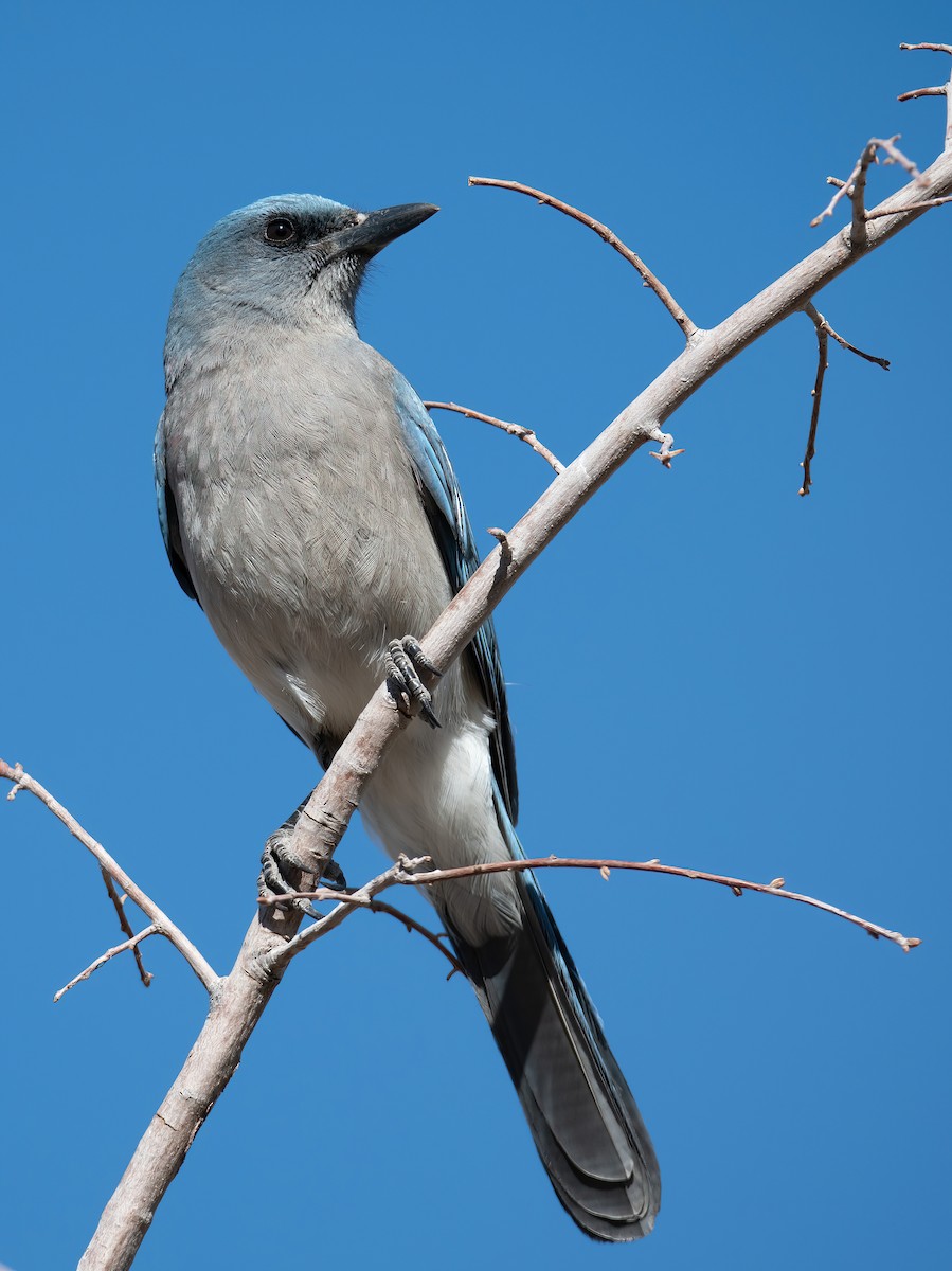 Mexican Jay - ML638925077