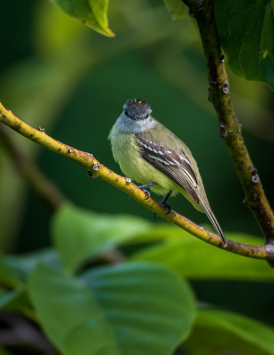 Yellow-crowned Tyrannulet - ML638925141