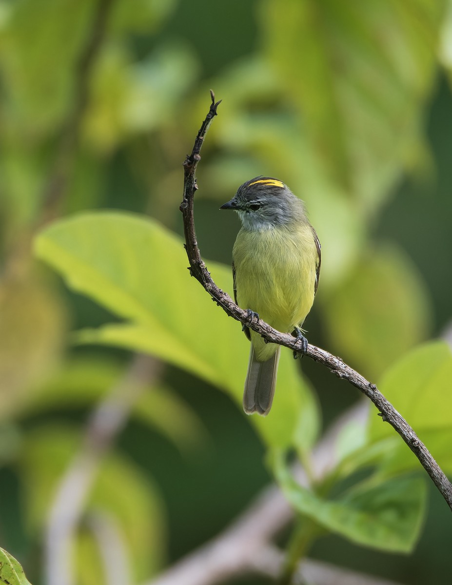 Yellow-crowned Tyrannulet - ML638925142