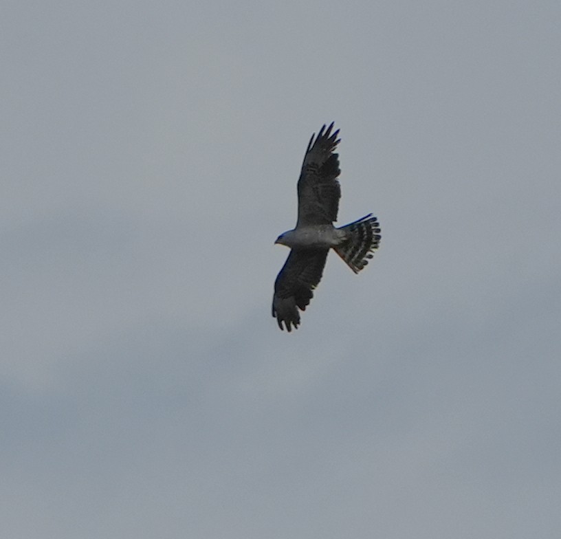 Mississippi Kite - ML638925149
