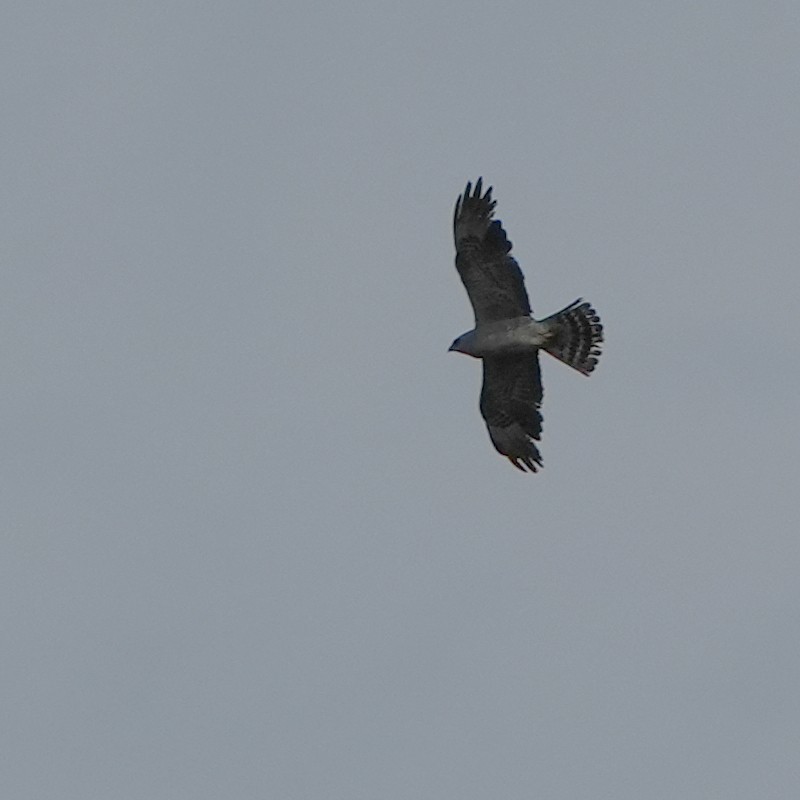 Mississippi Kite - ML638925152