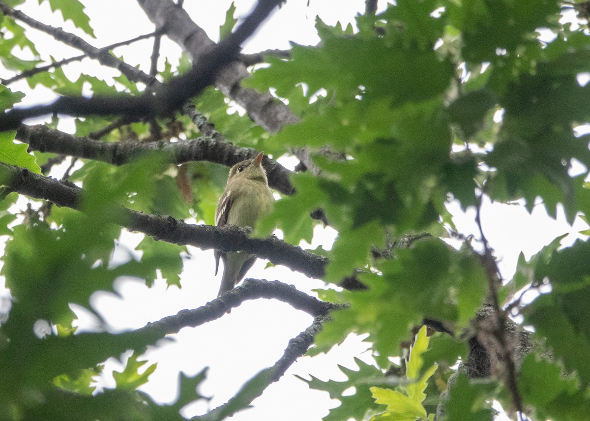 Yellow-bellied Flycatcher - ML638925165