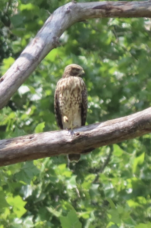 Red-shouldered Hawk - ML638925172