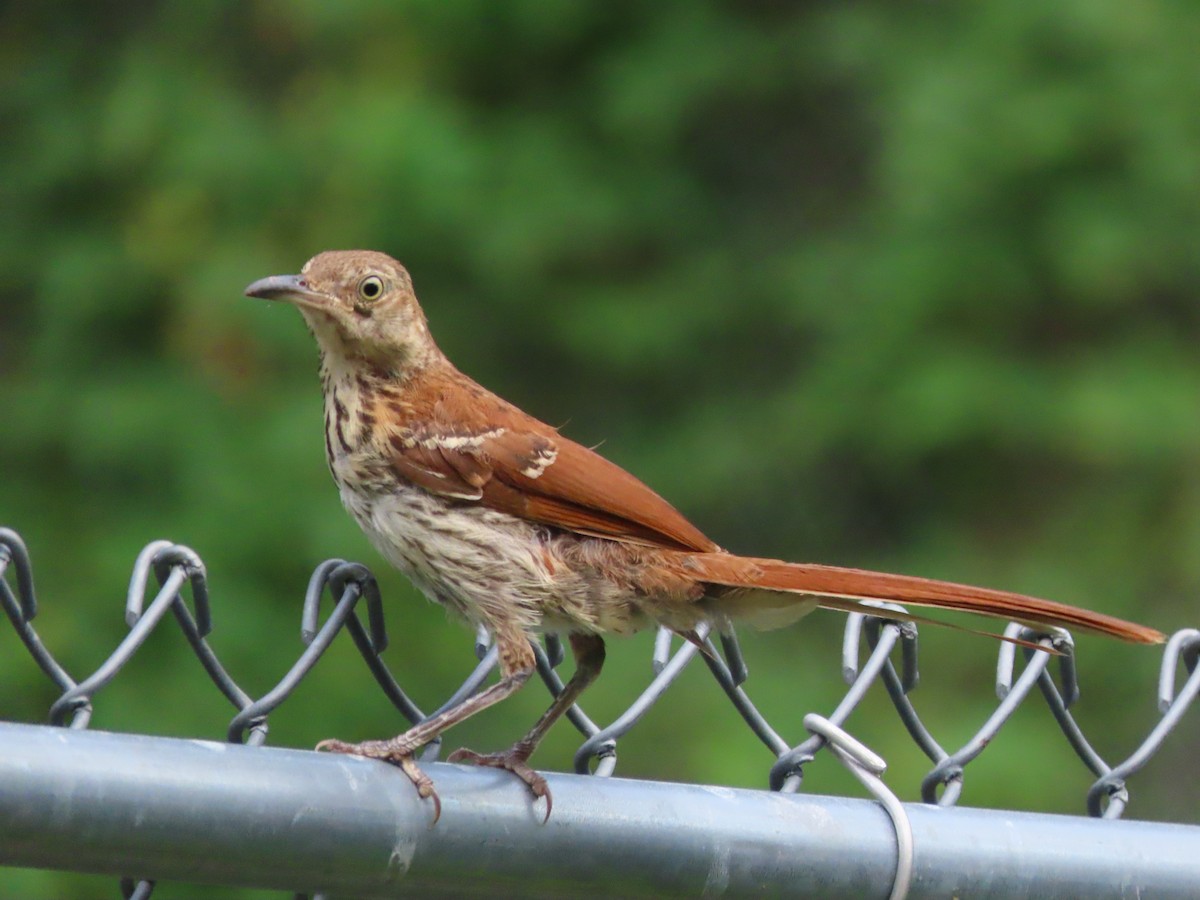 Brown Thrasher - ML638925182
