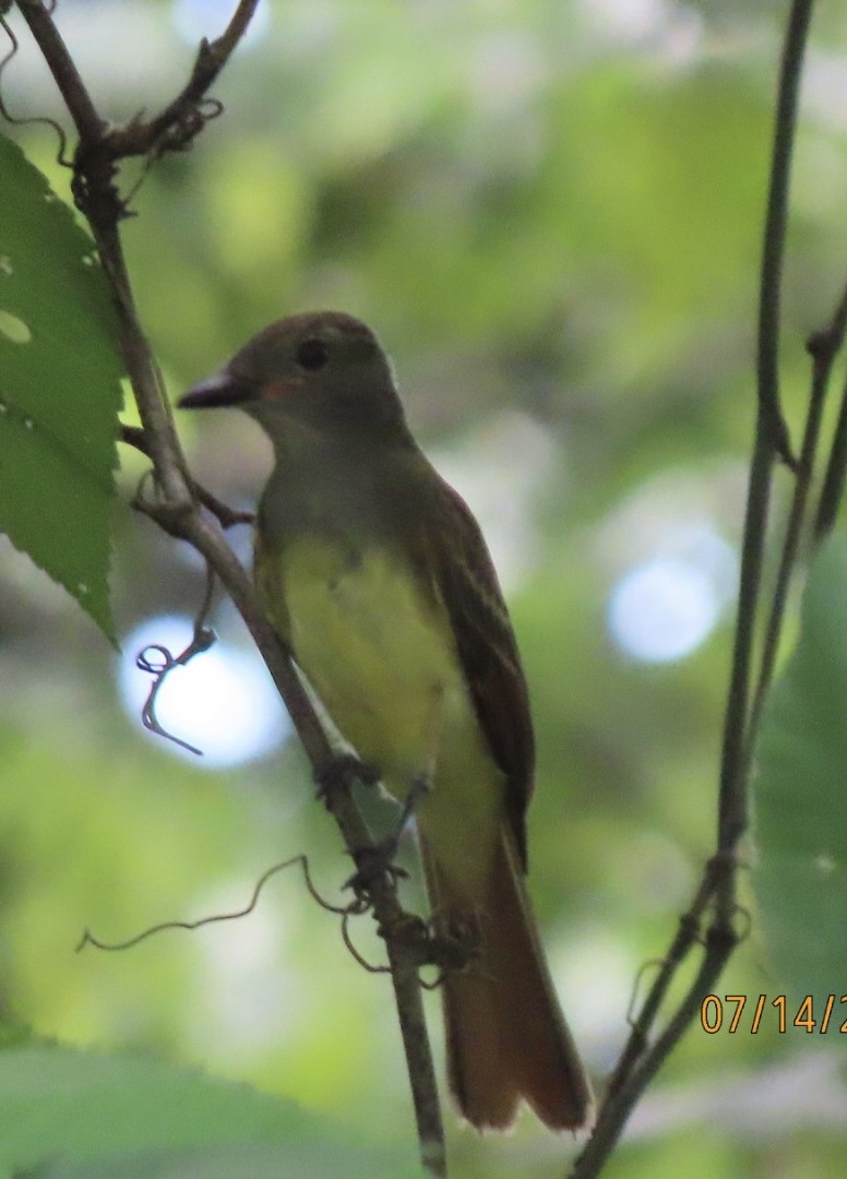 Great Crested Flycatcher - ML638925184