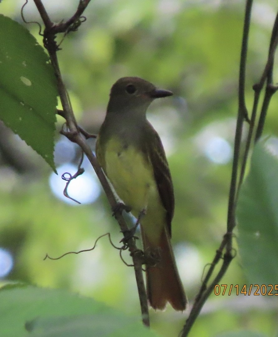 Great Crested Flycatcher - ML638925185