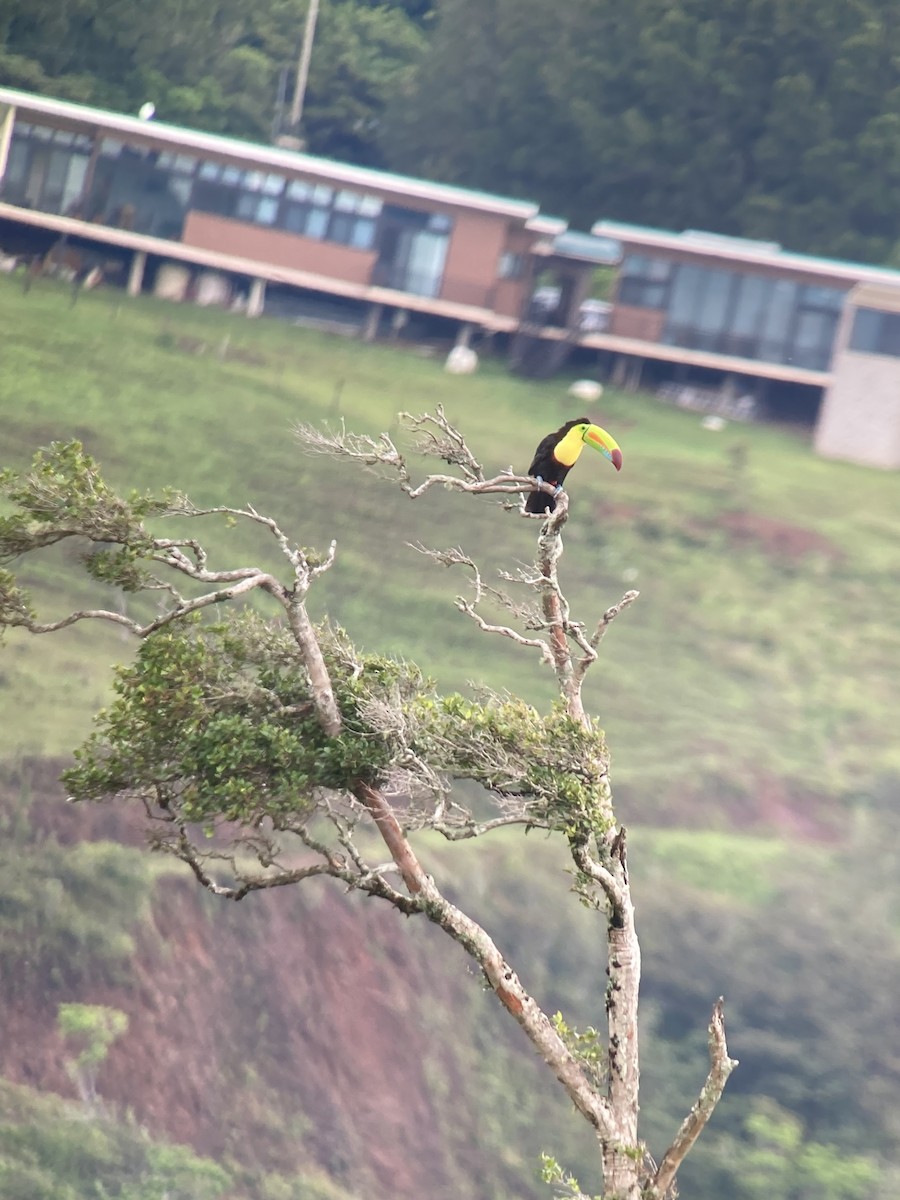 Keel-billed Toucan - ML638925192